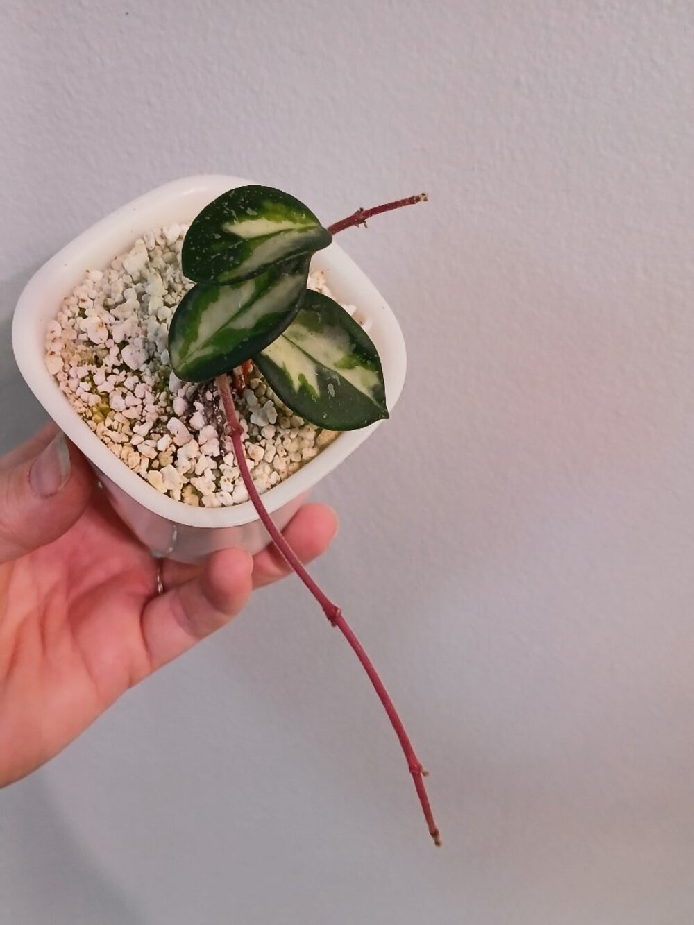 Hoya Mathilde Varigated - Picture 3 of 4